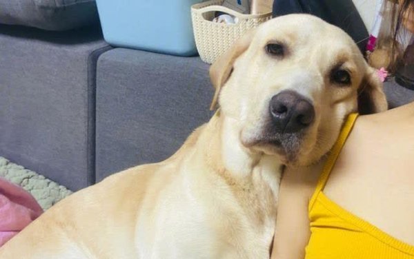 红牛配资 这几种狗狗，最适合孤独的人养，都特别粘人