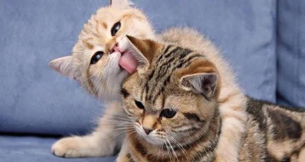 长富配资 猫咪发出咕噜咕噜的声音，你知道什么含义吗？